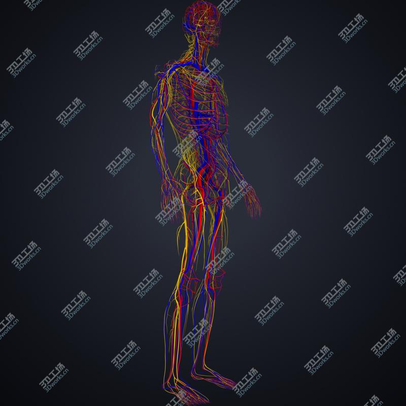 images/goods_img/20210319/3D model Arteries, veins and nerves/4.jpg